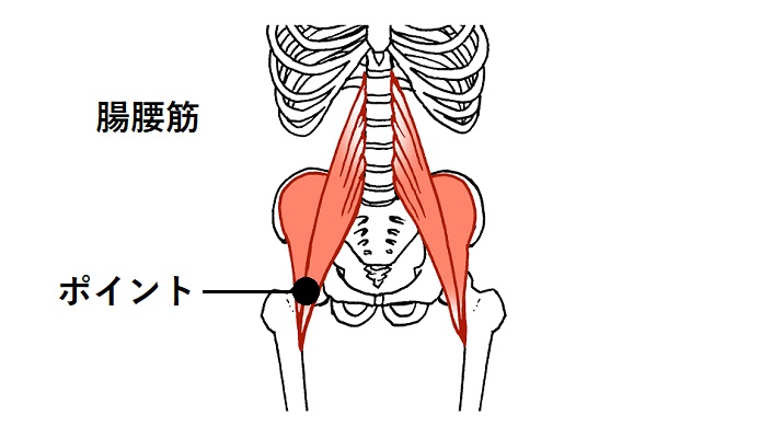 腸腰筋のイラスト